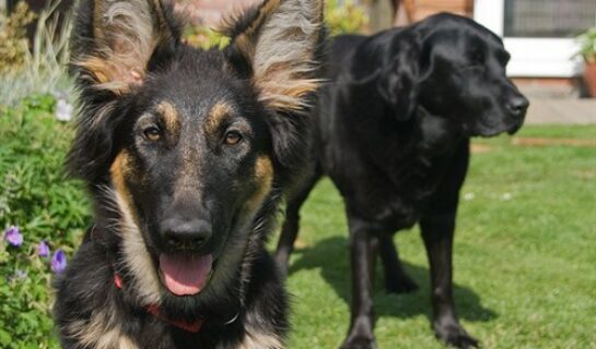 Anleinzwang Hunde in WEG WEG-Anlage: Anleinpflicht für Katzen und Hunde in Hausordnung zulässig?